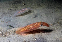 Longfin Squid.png