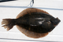 Winter Flounder.png