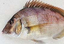 Scup (Porgy).jpg
