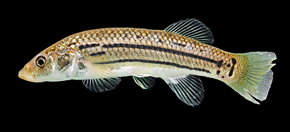Killfish2.png