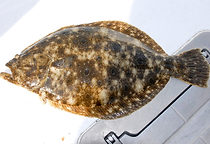 Summer Flounder.png