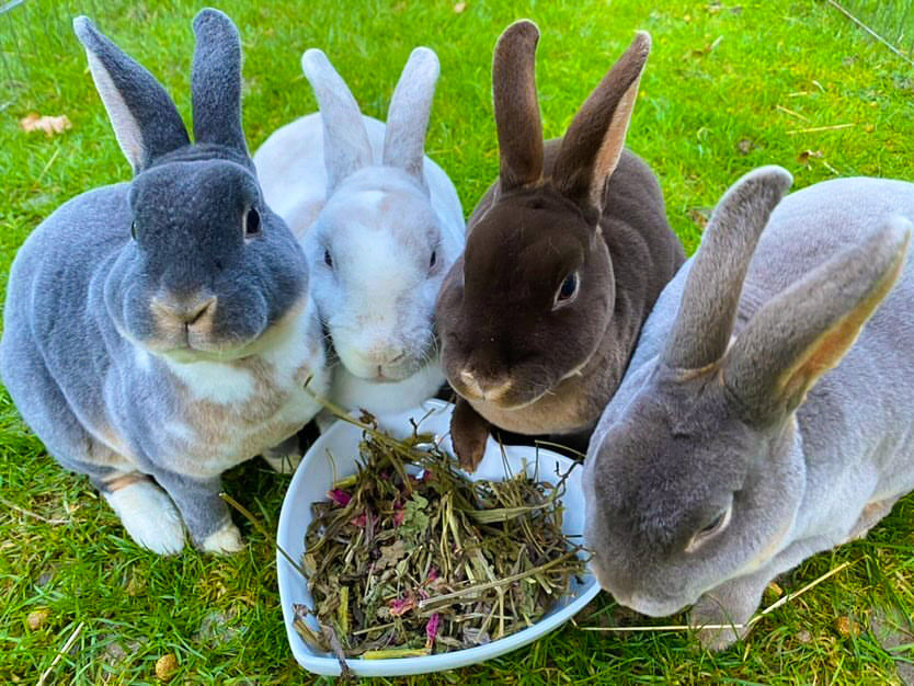 Miniatura: Monthly Forage Box (300g)