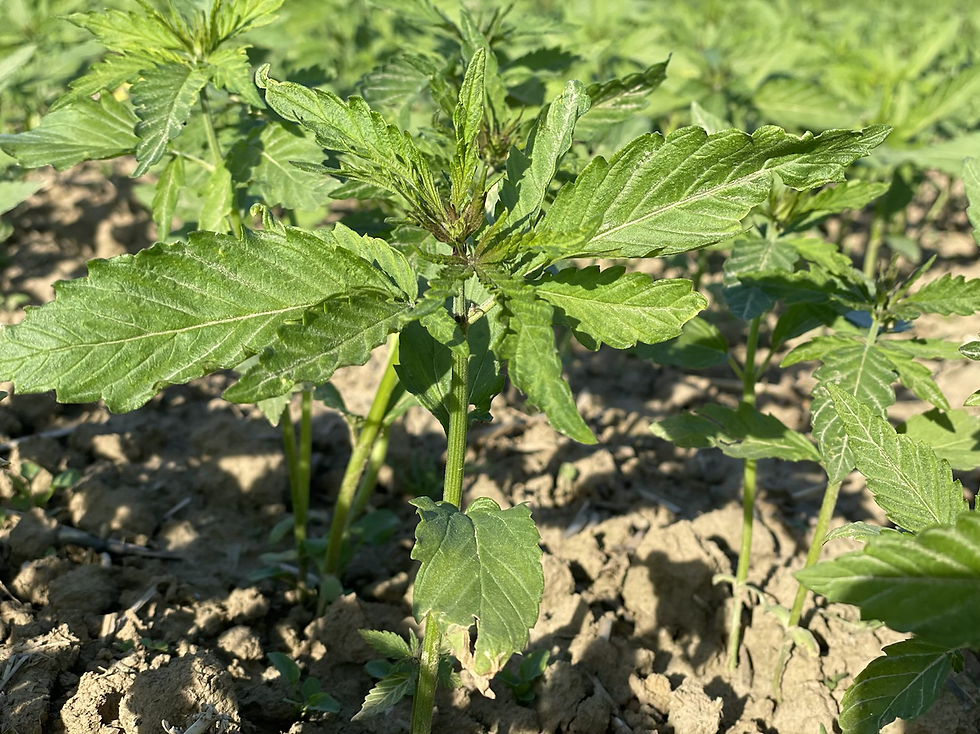 „legale Hanfplantage“