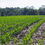 Thumbnail: Decorah Woods Preserve