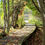 Thumbnail: Huiras Lake Natural Area