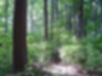 Kurtz Woods