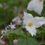 Thumbnail: Decorah Woods Preserve