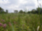 Shannon Preserve