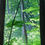 Thumbnail: Kurtz Woods Natural Area
