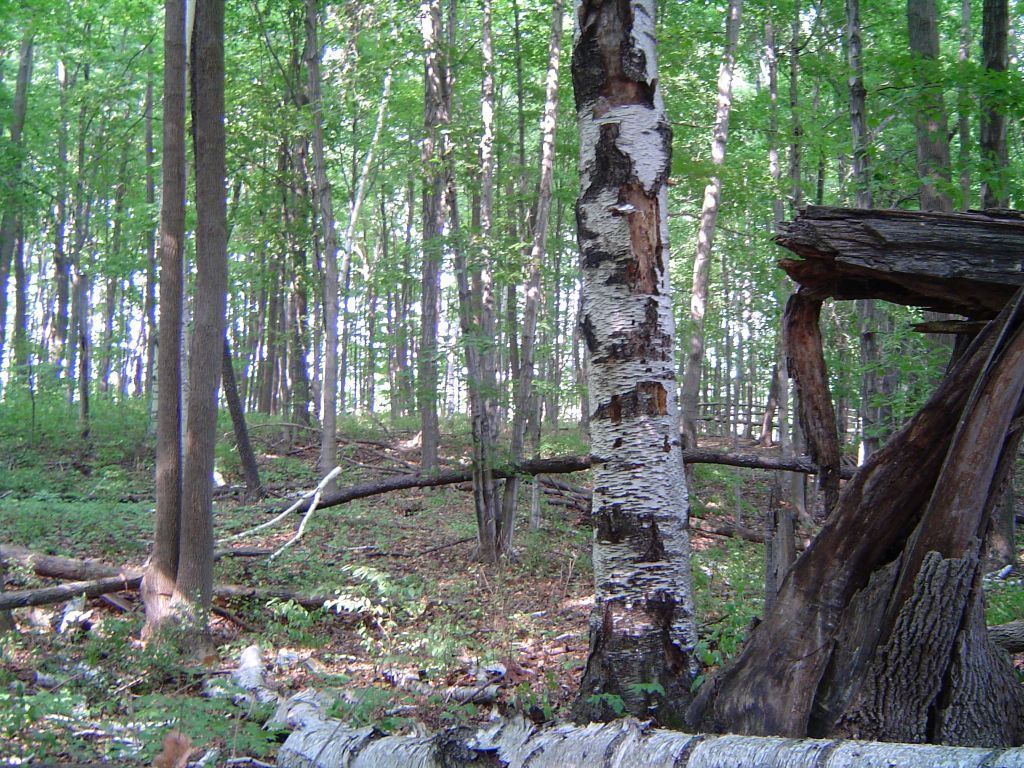 Kurtz Woods Natural Area