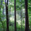Thumbnail: Kurtz Woods Natural Area
