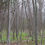 Thumbnail: Decorah Woods Preserve