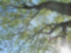 Forest Beach Migratory Preserve