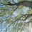 Thumbnail: Forest Beach Migratory Preserve