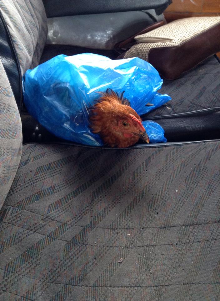 Soy Nicaの革製品