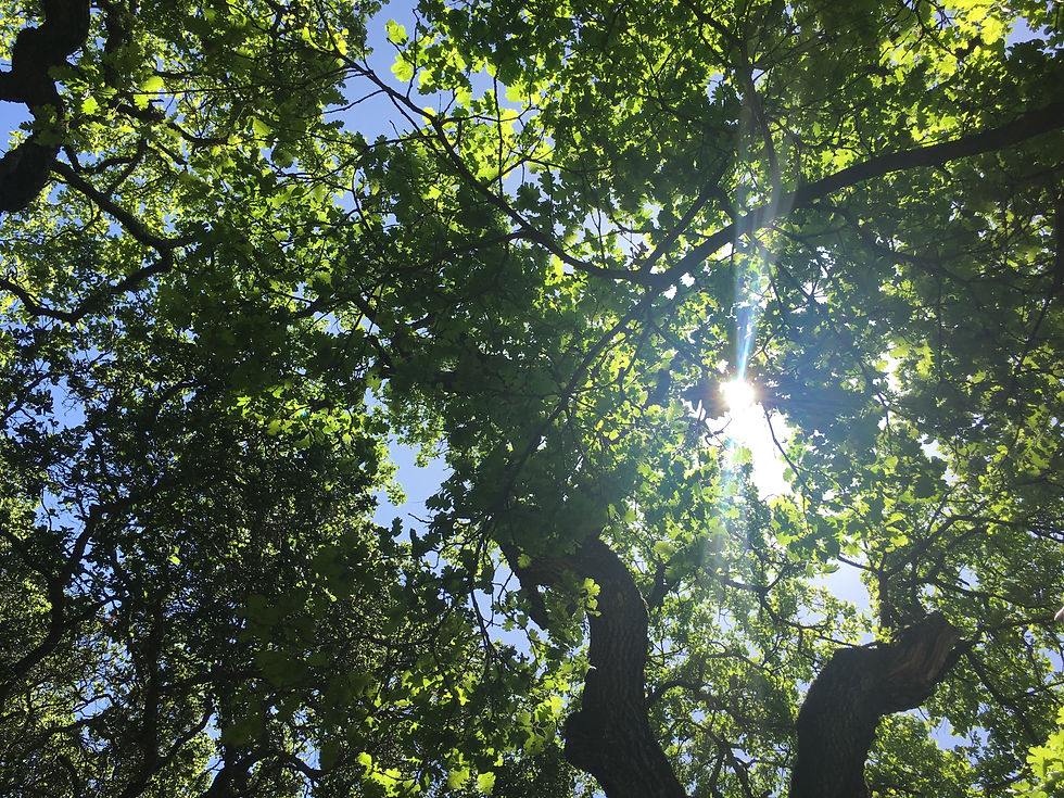 Free Forest Therapy Walk on World AIDS Day