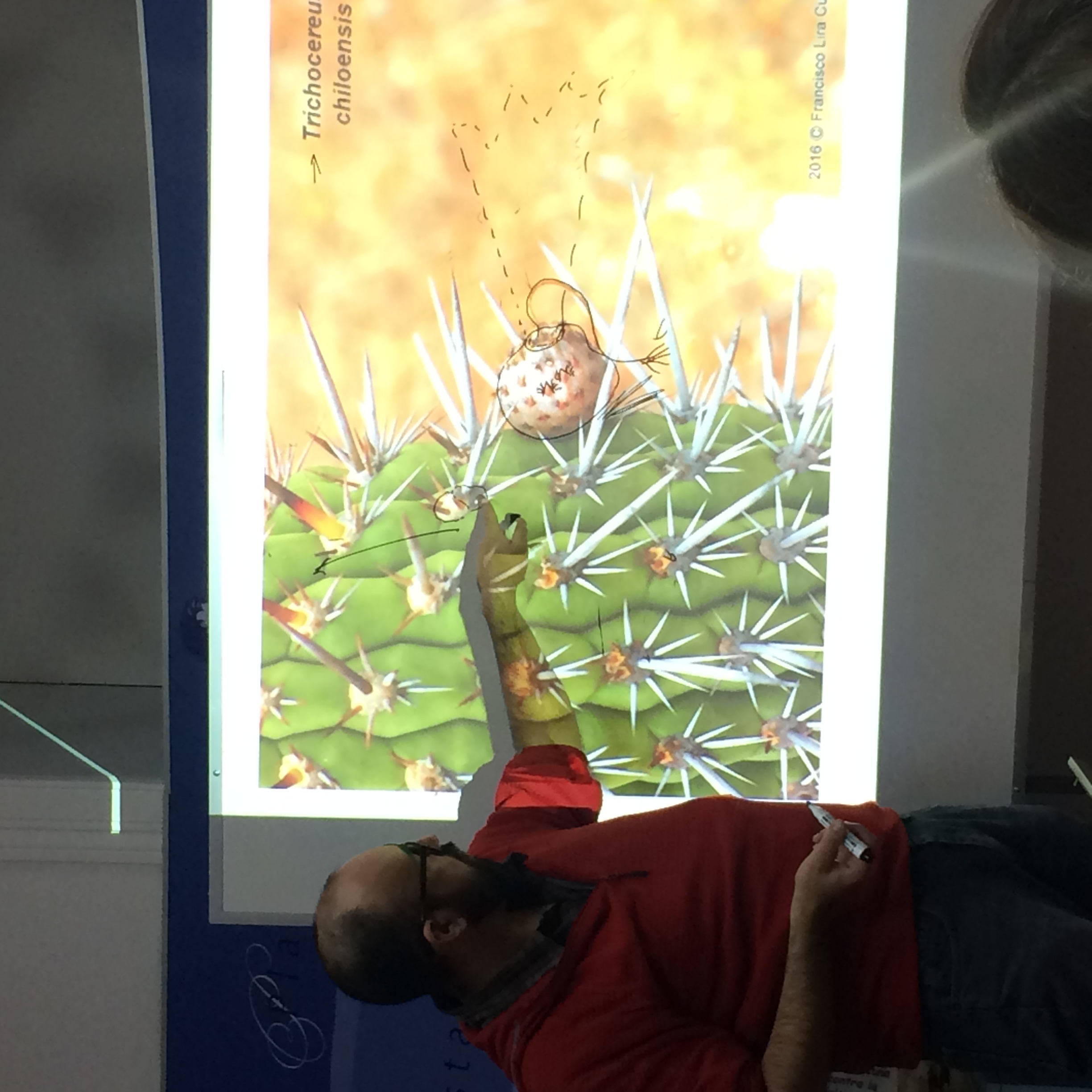 Taller ilustración de cactáceas