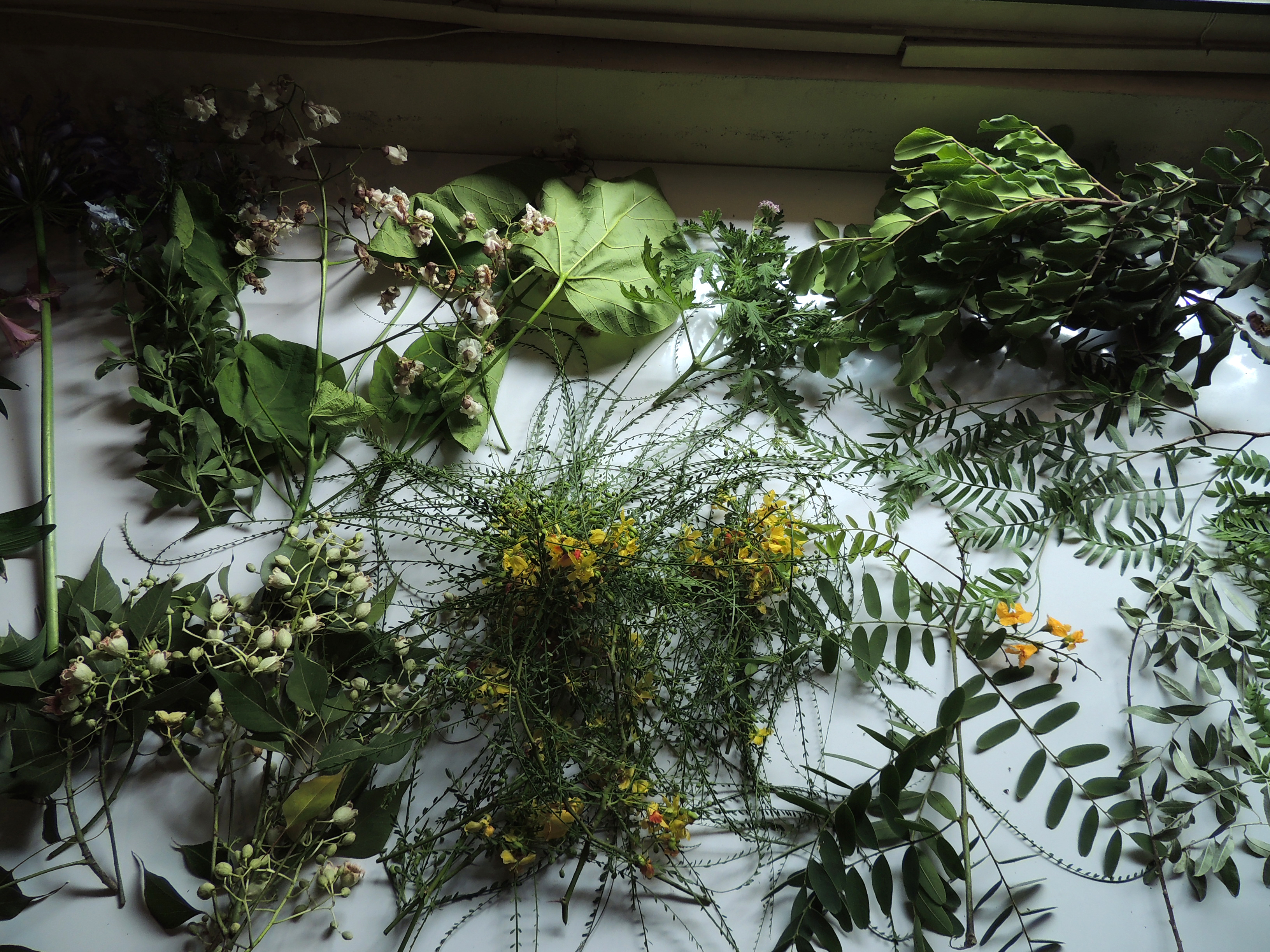 Taller Botanica Ilustrada Bosque Stgo-nov16-6105