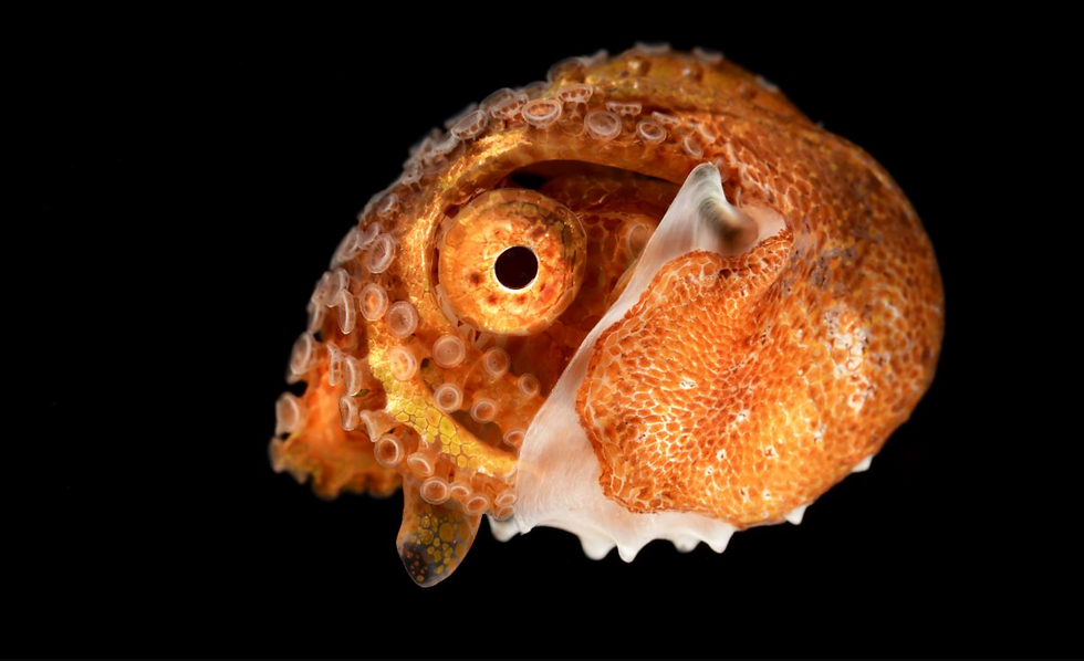 Screenshot 2026-03-07 at 19.52.45.png