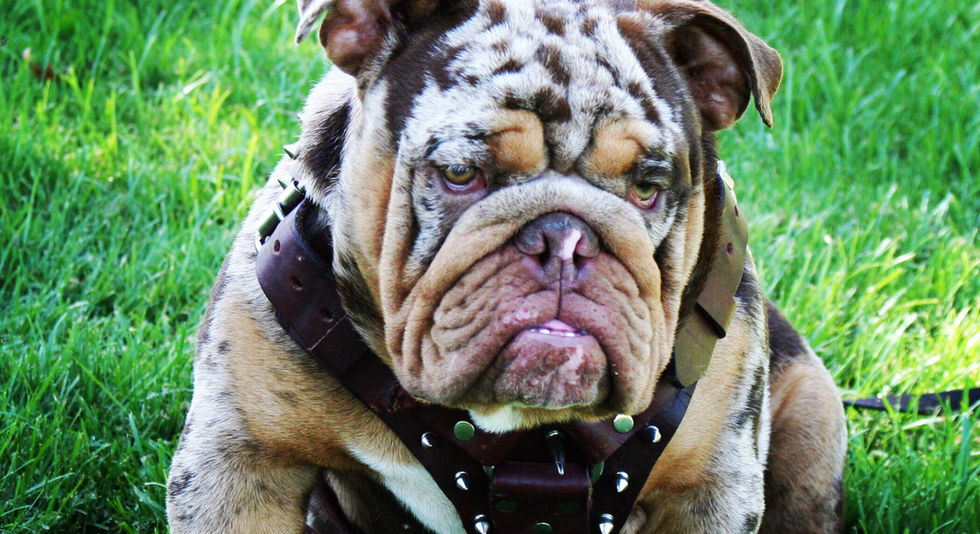 Dog
