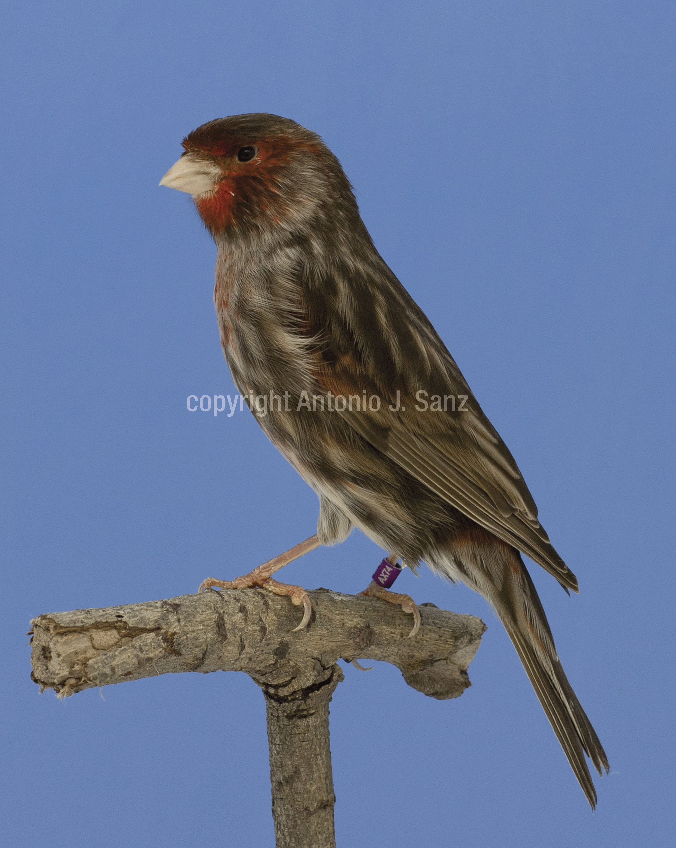 Bruno Rojo Mosaico Macho