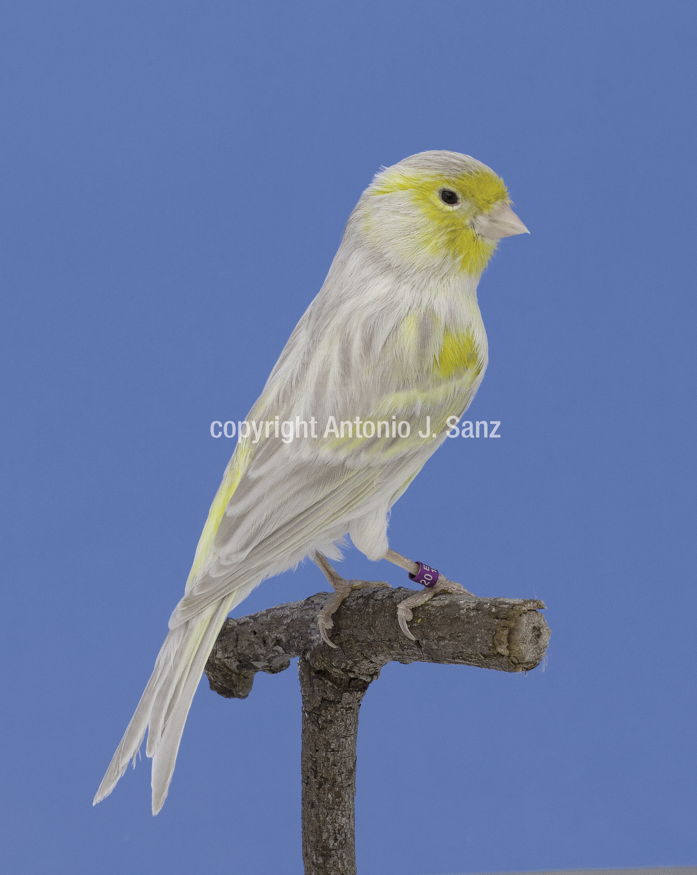 Bruno Opal Amarillo Mosaico Macho