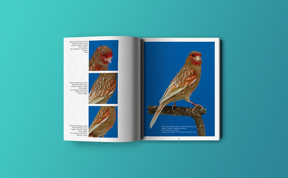 Miniatura: CANARIOS DE COLOR, MI MIRADA