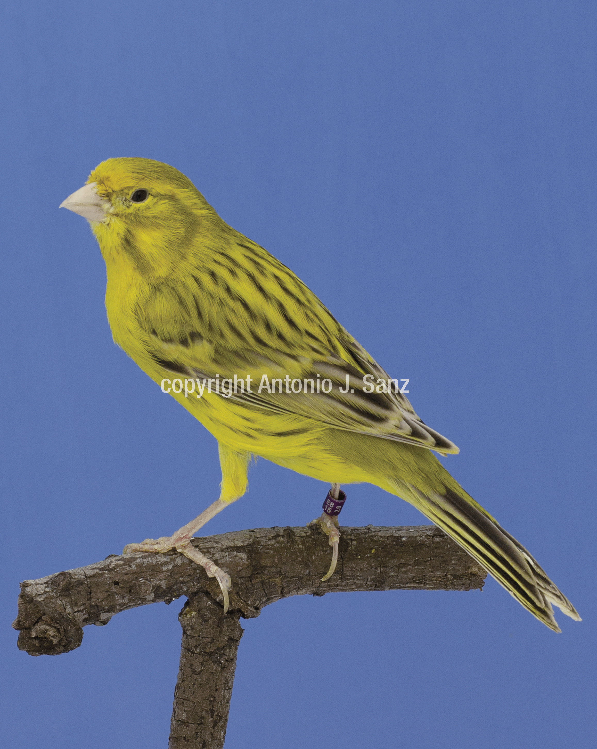 Agata Amarillo Intenso