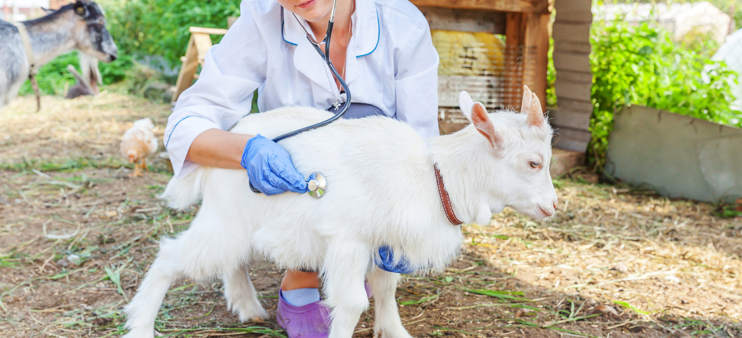 young-veterinarian-woman-with-stethoscope-holding-examining-goat-kid-ranch.jpg