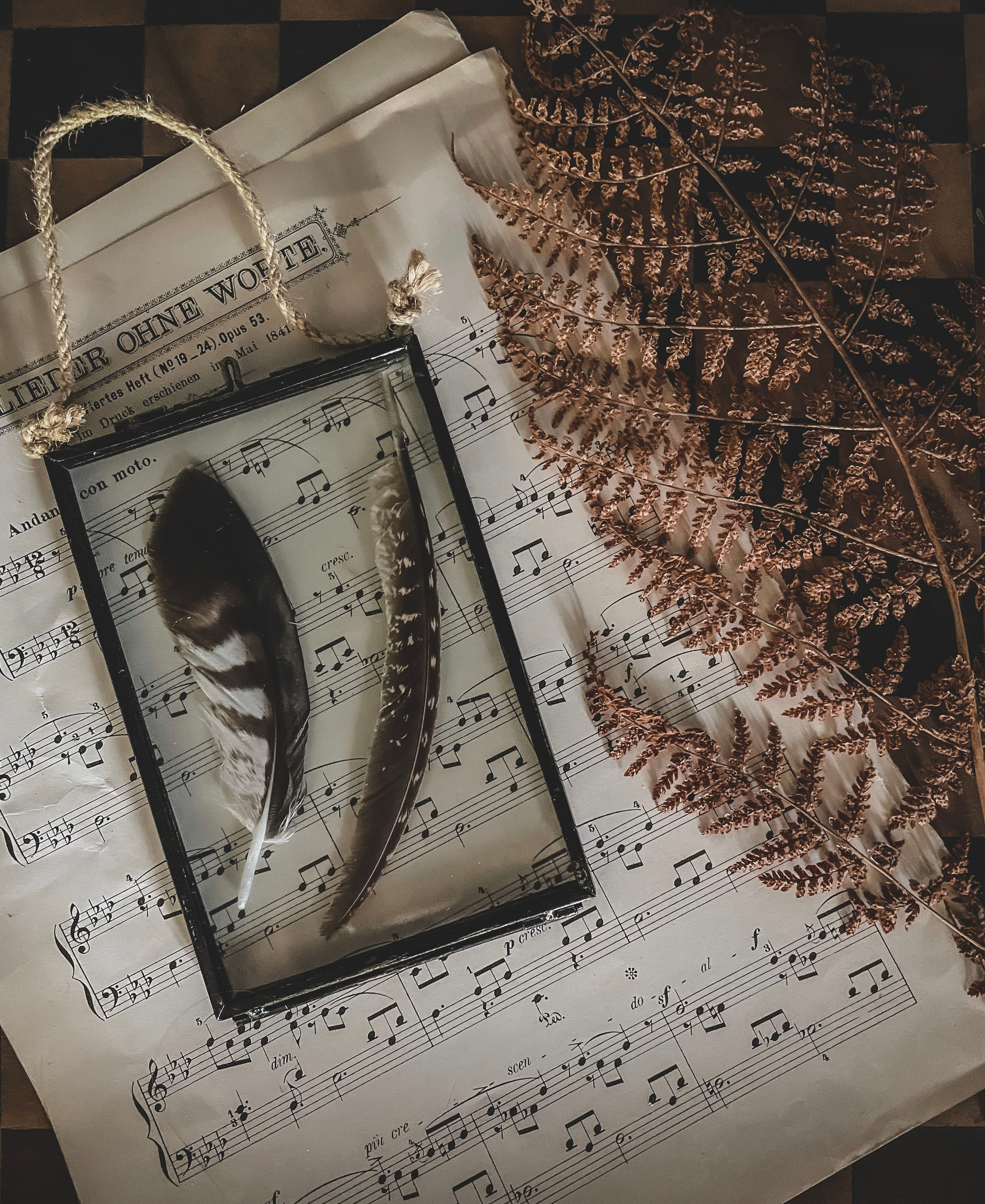 Framed bird's feathers