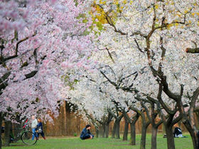 Los mejores parques del Barrio para practicar yoga al aire libre