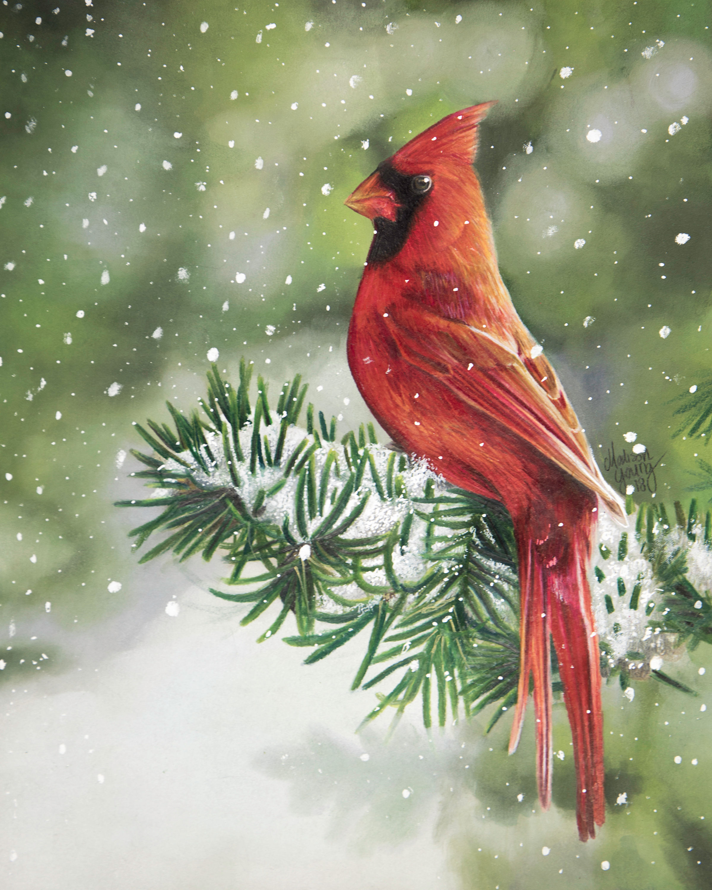 Snowy Cardinal Fine Art Print