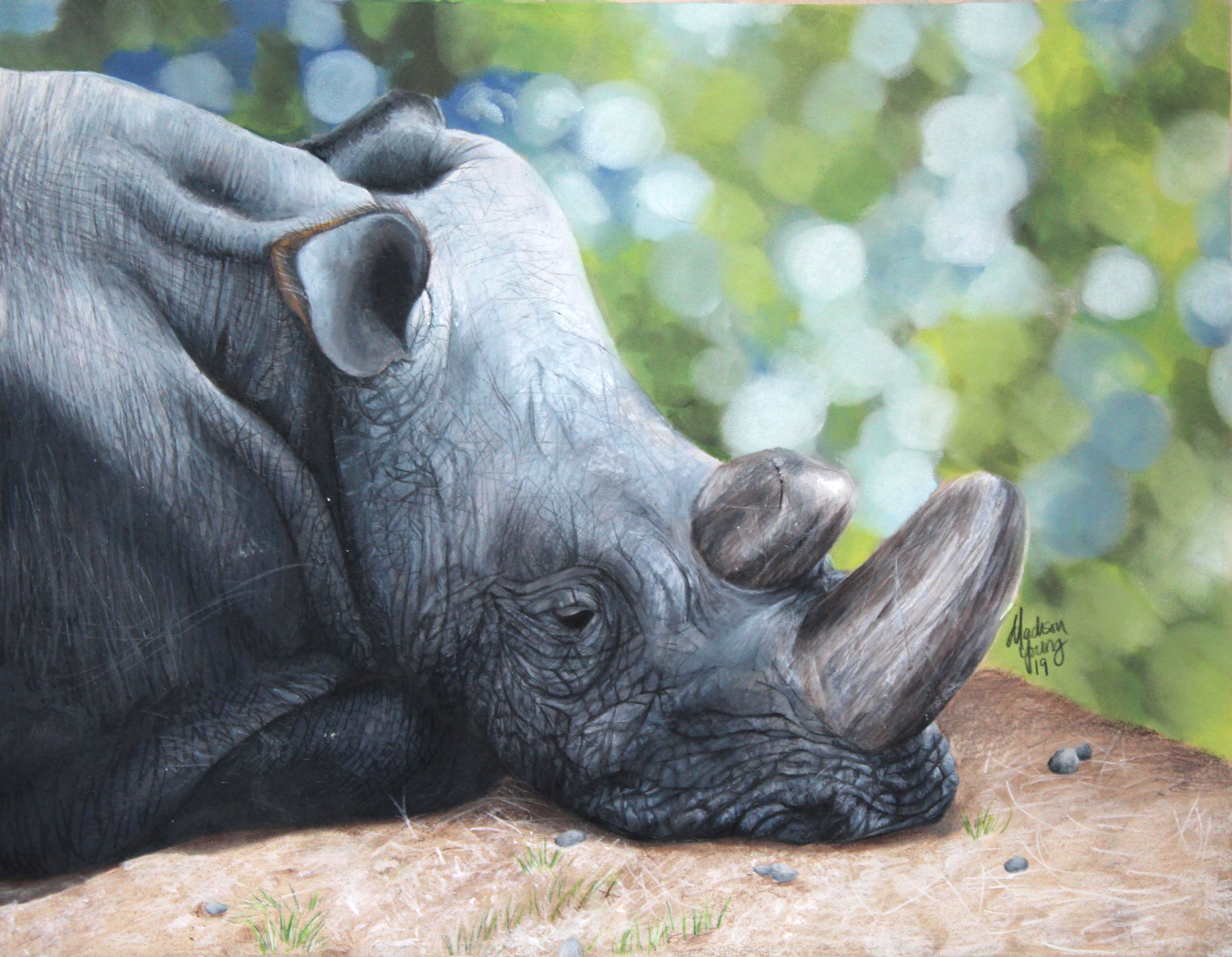 Rhinoceros Fine Art Print