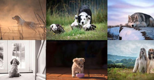 Dog Photographer of the Year 2015.