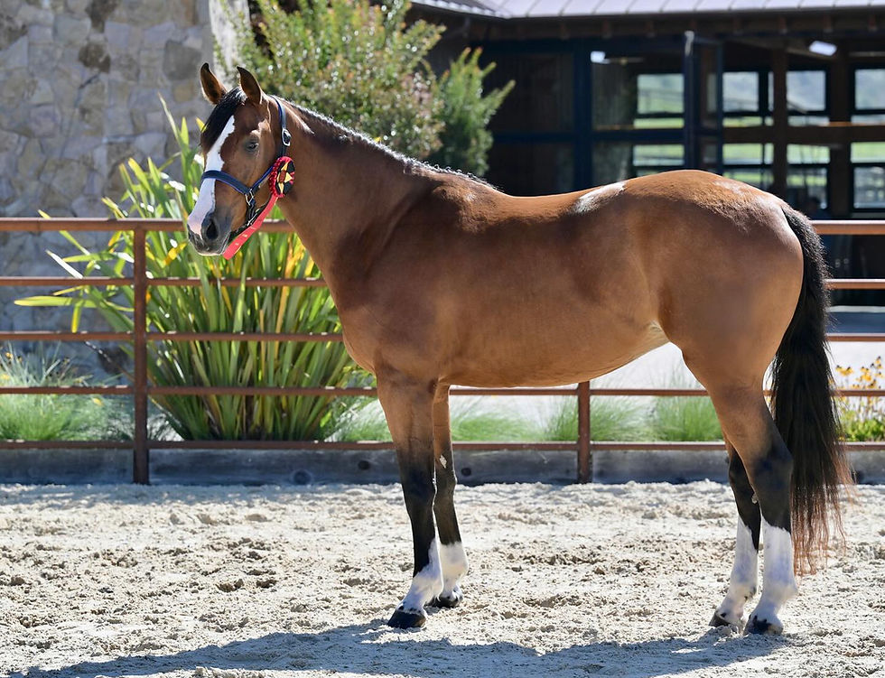 Works For Me PR - E-Label (Cashpaid J&F x For Pleasure), bred and owned by Signe Ostby/Pomponio Ranch. Photo: Alden Corrigan.