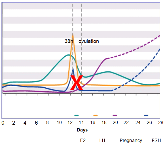 ovulation.gif