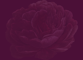 Strip - Plum Rose.png