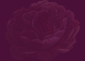 Strip - Plum Rose.png