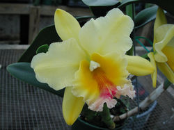 Blc Mem. Julie Batson 'Lemon Drop' (1)