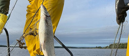 Fiske på Eskön