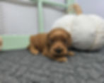 Cinnamon