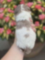 Kimo 1