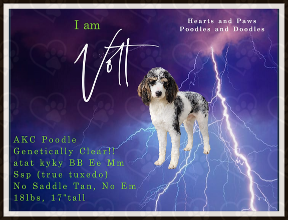 volt stud page.jpeg