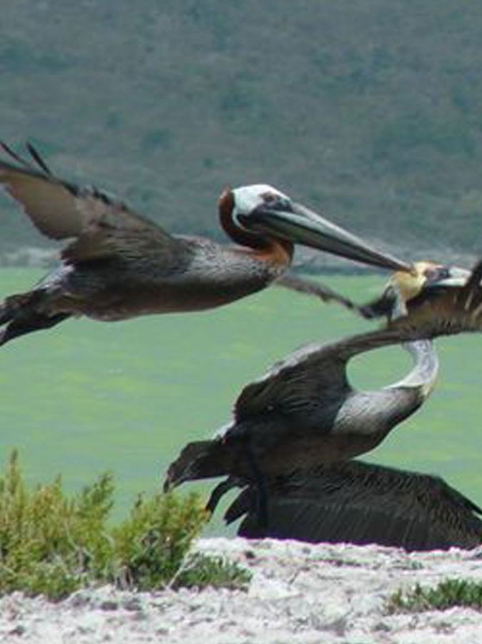 Thumbnail: Visita al Lago Enrriquillo, Parque Nacional de la Isla Cabritos