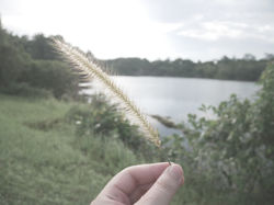 site: mission grass