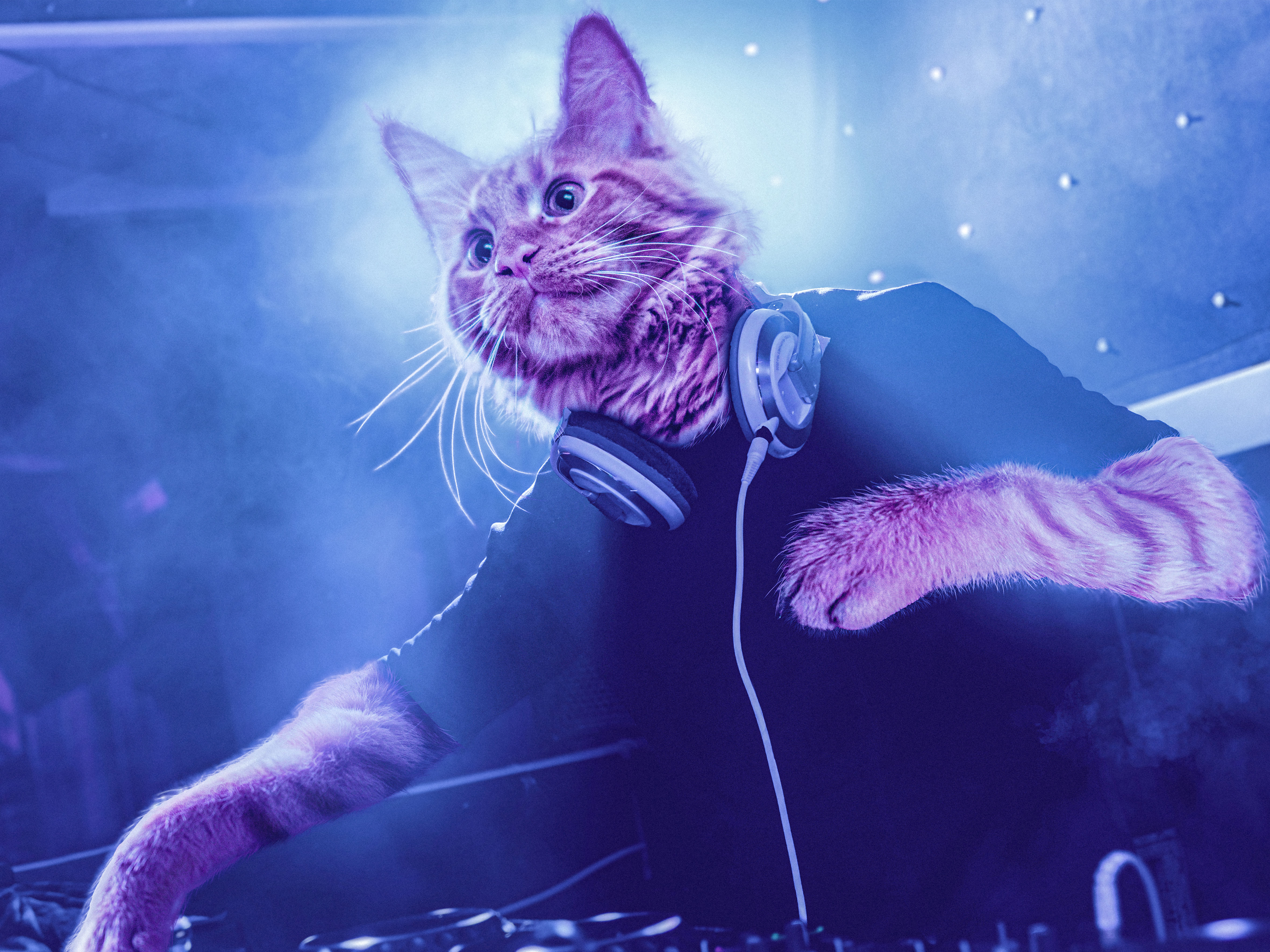 Dj Cat Killer