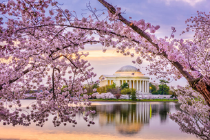 Marriott Bonvoy Celebrates Spring in the Nation’s Capital as the Preferred Hotel Provider and Host Sponsor for the 2026 National Cherry Blossom Festival and Host Sponsor