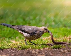 The early bird catches the worm ! 