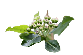 Aronia Beeren sind eine Natürliche und gesunde Art und Weise Entzündungen im Körper zu reduzieren oder den Blutdruck zu Senke