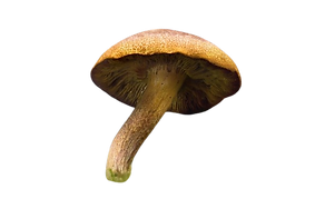 Reishi Pilz Chinesische Heilpflanze. Gut für Magen, Lunge, Leber, Milz und Herz